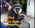 ZOO - Safari Night Singapore - Besforti - Promo