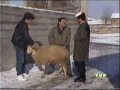 TRESHI PERSHESHI Leci Cima Qumili - Zoti kabull Humor i viteve 80 ta TVP